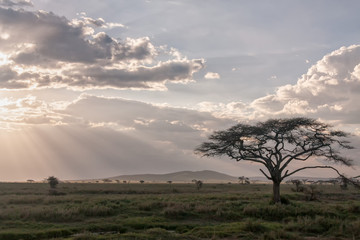 Fototapeta na wymiar Savanna plain with acacia trees against storm cloud sky with sun beams background. Serengeti National Park, Tanzania, Africa. 
