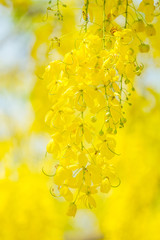 Golden Shower Tree