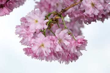 sakura