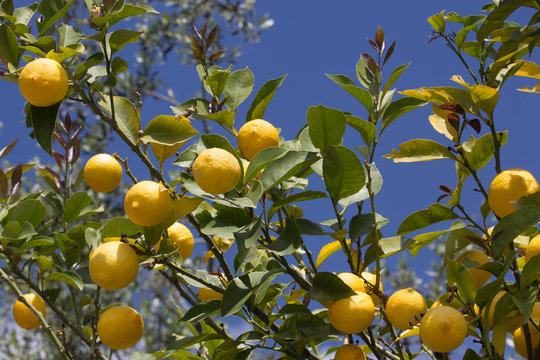 Albero di limoni