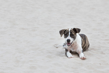 Dog on the sand