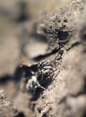 jumping spider on tree bark