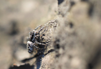 jumping spider on tree bark