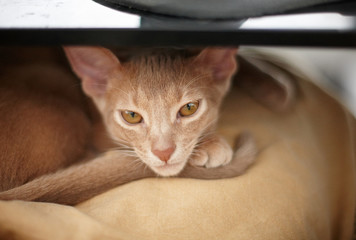 Cute little red cat.