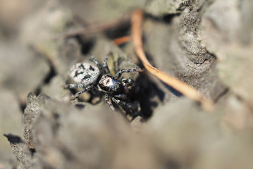 jumping spider on tree bark