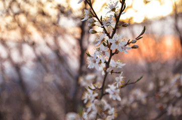Beautiful flowering branch against a bright sunset