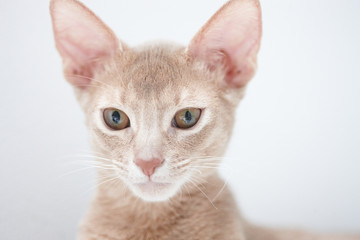 Cute little red cat.