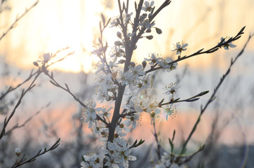 Flowering branch closeup with flare