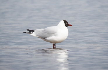 seagull on the lake