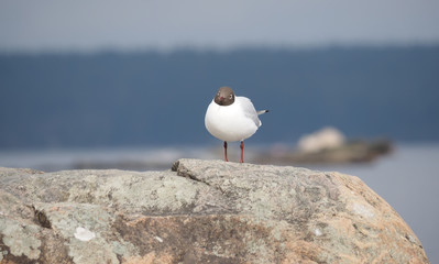 seagull on the lake