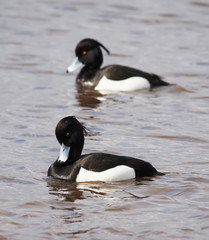 tufted duck on the lake