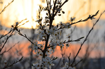 Blossoming branch 's bright sunlight