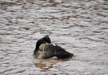 Fototapeta premium tufted duck on the lake