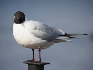 seagull on the lake