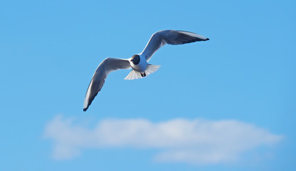 seagull in flight