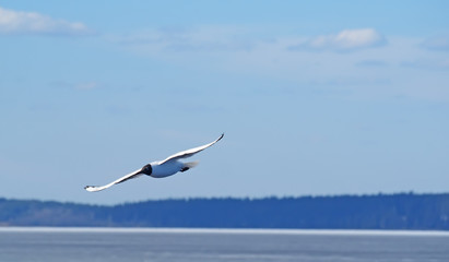 seagull in flight