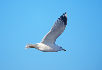 seagull in flight