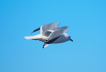 seagull in flight
