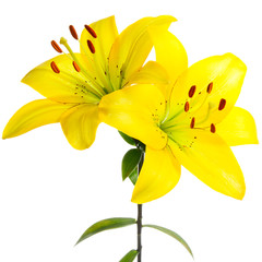 Summer design