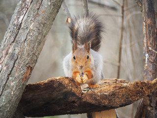 red squirrel on a feeding trough in the forest