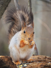 red squirrel on a feeding trough in the forest