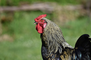 Left side of rooster with dark feathers and red face.