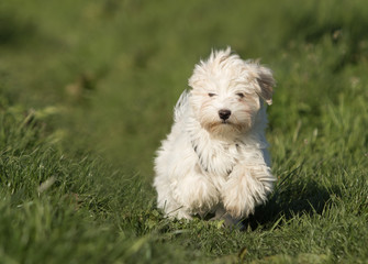 Havaneser Hund Welpe auf der Wiese
