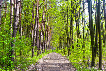 Fototapeta na wymiar Весенний сосновый лес с лесной дорогой