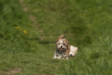 Havaneser Hund Welpe auf der Wiese