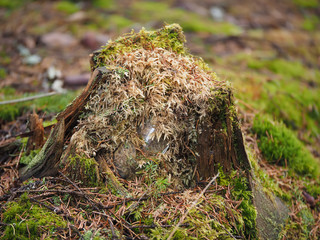 overgrown tree stump in the forest