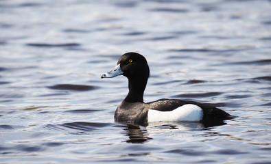 tufted duck on the lake