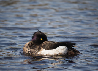 tufted duck on the lake