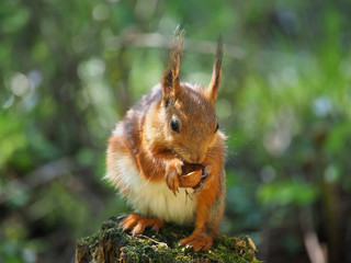 Naklejka na ściany i meble red squirrel on a feeding trough in the forest