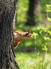 red squirrel on a feeding trough in the forest