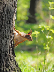 red squirrel on a feeding trough in the forest