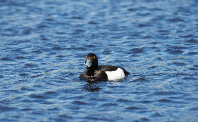 tufted duck on the lake