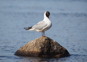 black-headed gull on lake