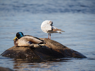 black-headed gull on lake