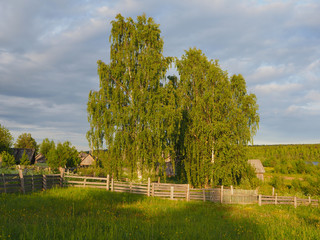 birch in the village in summer