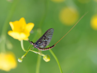 closeup of mayfly (Ephemeroptera) on leaf