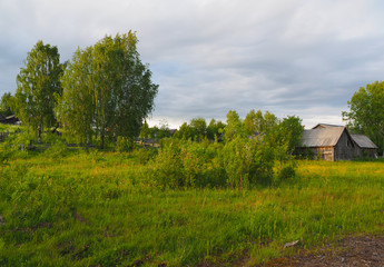 birch in the village in summer