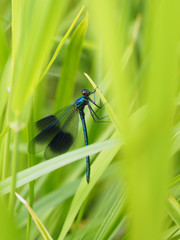 beautiful dragonfly in the forest