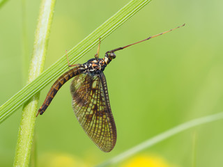 closeup of mayfly (Ephemeroptera) on leaf
