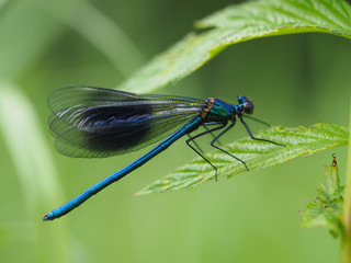 beautiful dragonfly in the forest