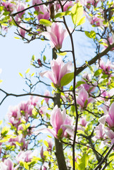 Spring floral background with pink magnolia flowers