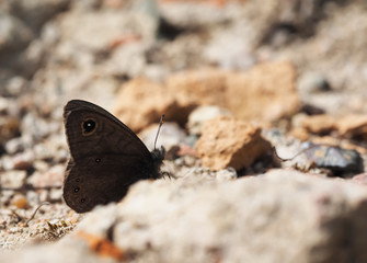 beautiful butterfly in the forest