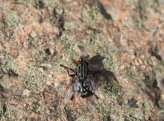 insect fly in the forest