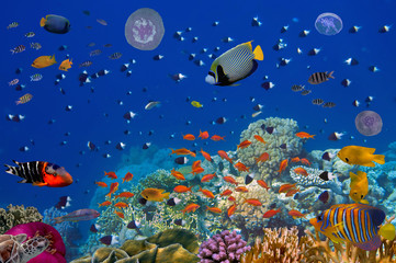 Fototapeta na wymiar Colorful reef underwater landscape with fishes and corals