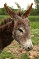 Donkey