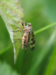insect fly in the forest